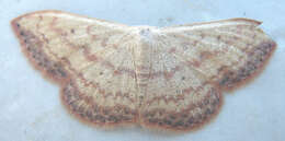 Image of Scopula caesaria Walker 1861