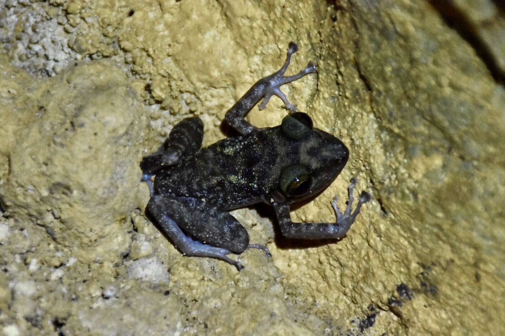 Image of Zeus' robber frog