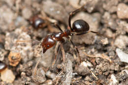 Image of Papyrius nitidus (Mayr 1862)