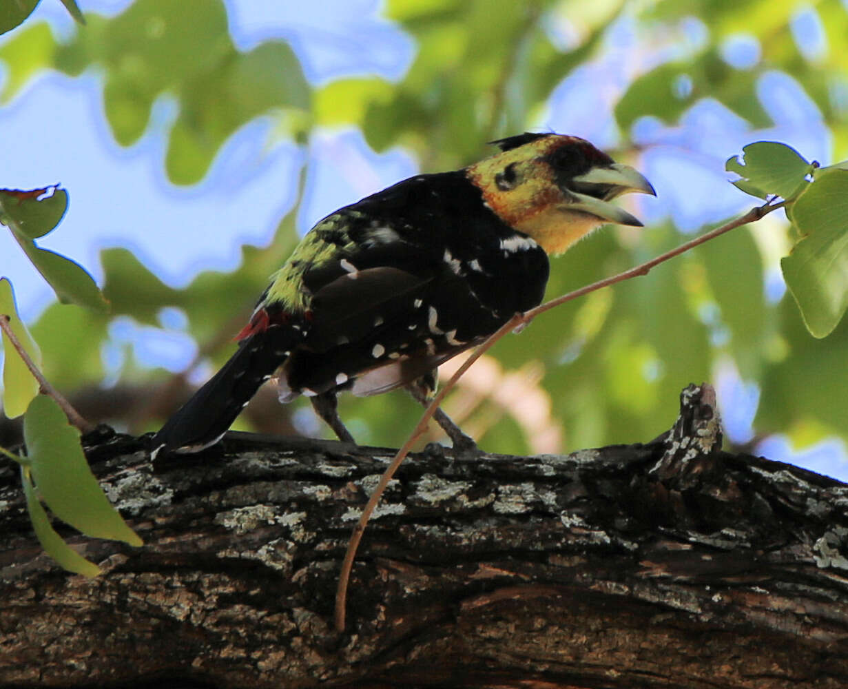 صورة Trachyphonus vaillantii Ranzani 1821