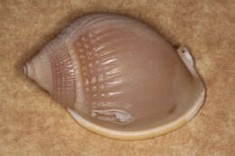 Image of Semicassis semigranosa (Lamarck 1822)