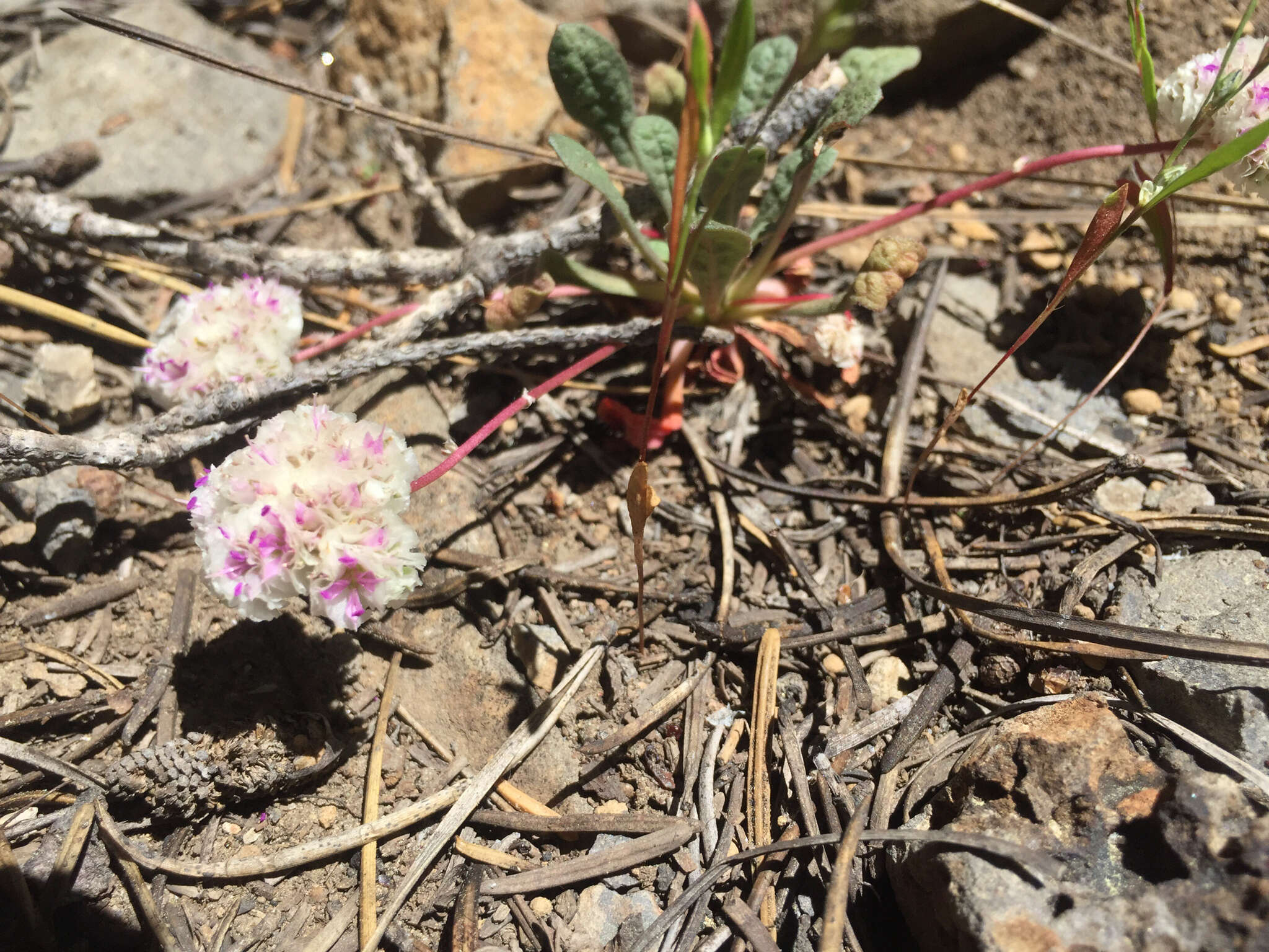 صورة Cistanthe monosperma (E. Greene) M. A. Hershkovitz