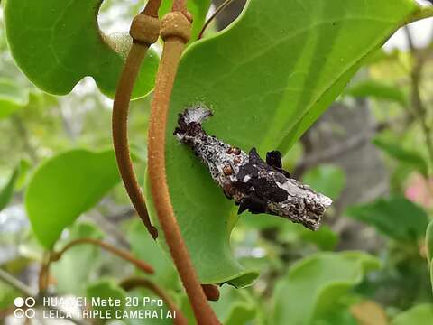 Image of Taxillus chinensis (DC.) Danser