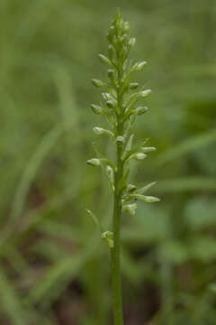 Слика од Platanthera fuscescens (L.) Kraenzl.