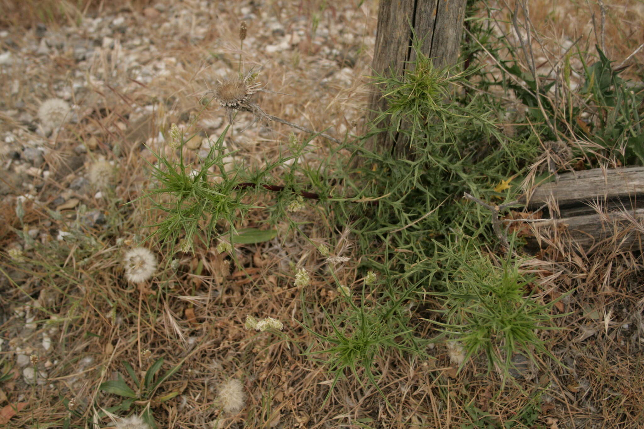 Image of Carlina graeca Heldr. & Sart.