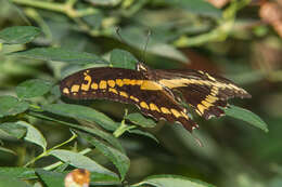 Image of Eastern Giant Swallowtail