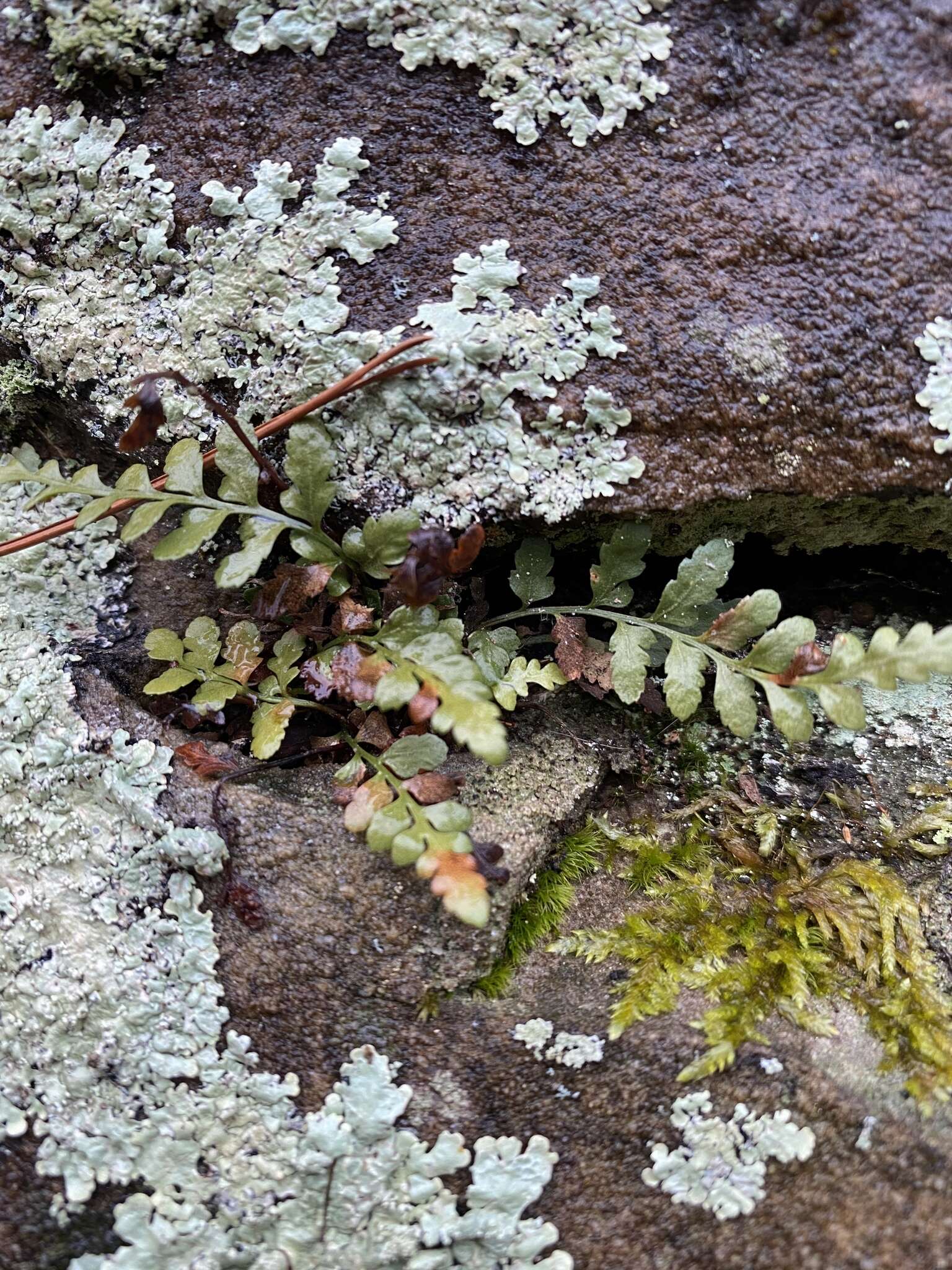 Image of spleenwort