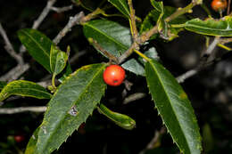 Слика од Ilex rubra S. Wats.