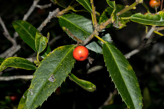 Imagem de Ilex rubra S. Wats.