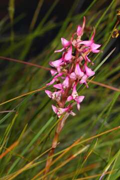 Image de Disa rhodantha Schltr.