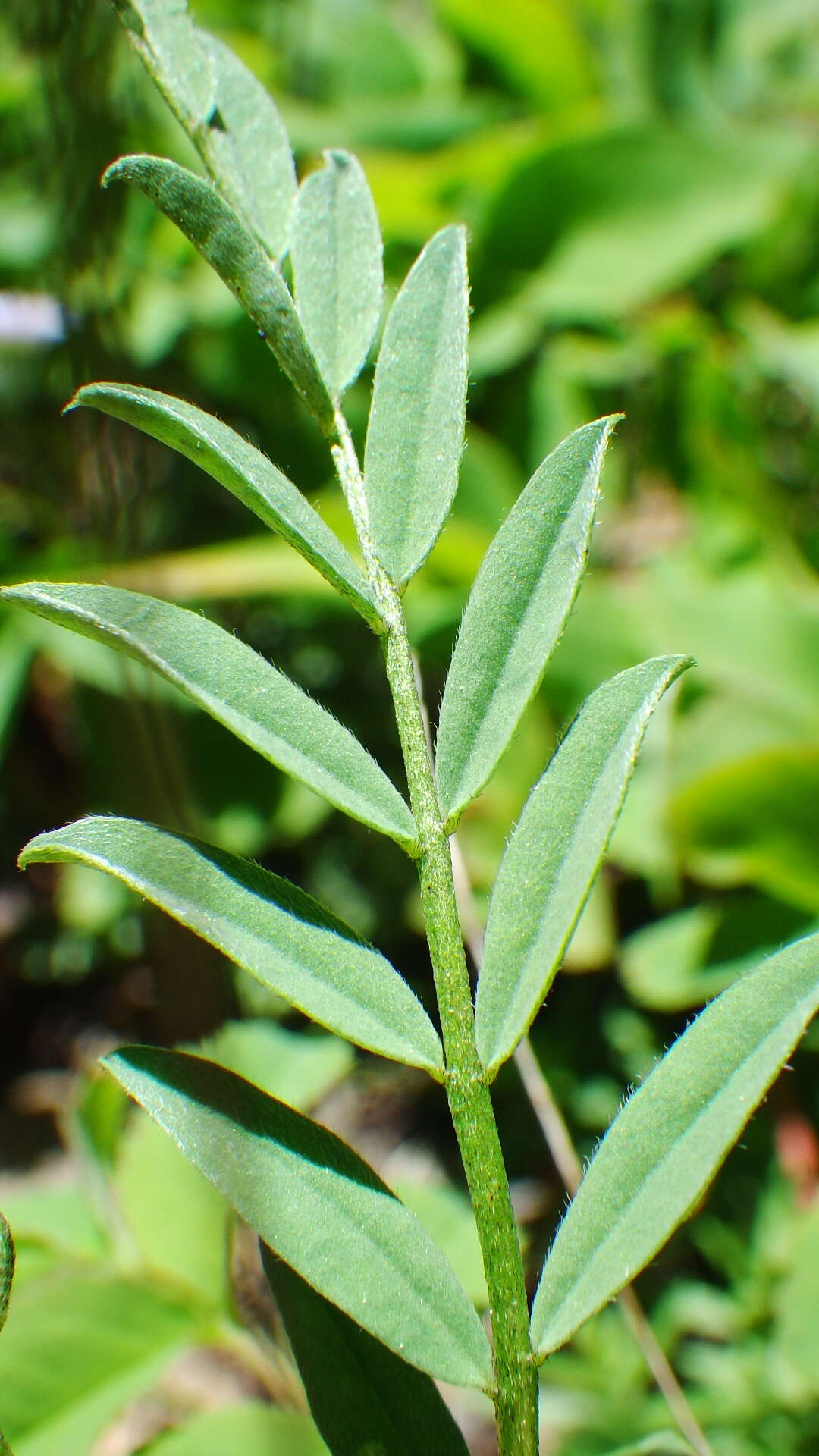 Imagem de Astragalus bourgovii A. Gray