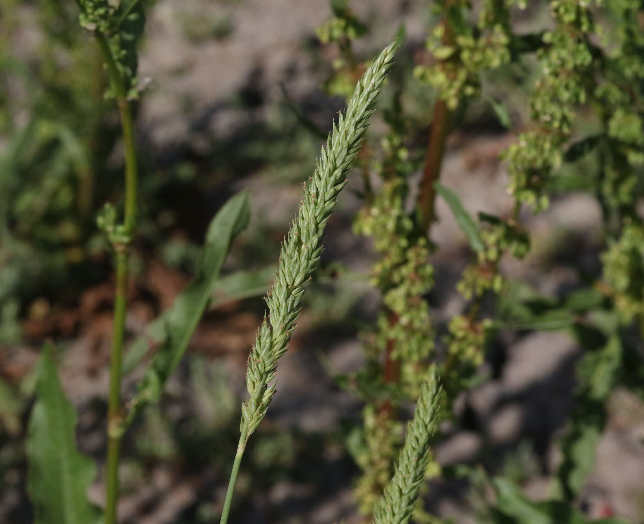 Image of Lemmon's canarygrass