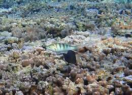 Image of Parrotfish