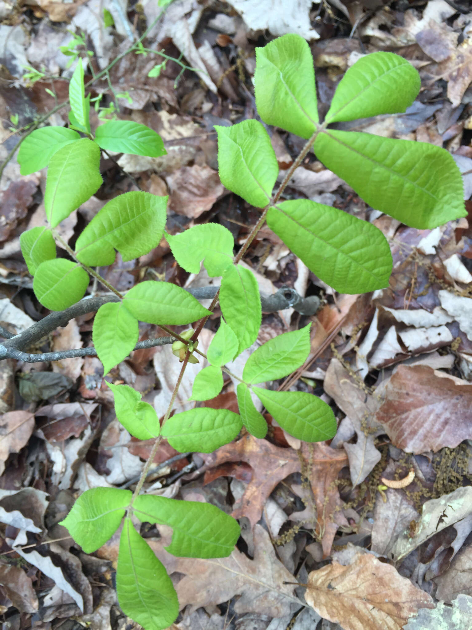 Carya alba (L.) Nutt. resmi