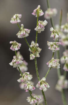 Imagem de Eriogonum polycladon Benth.