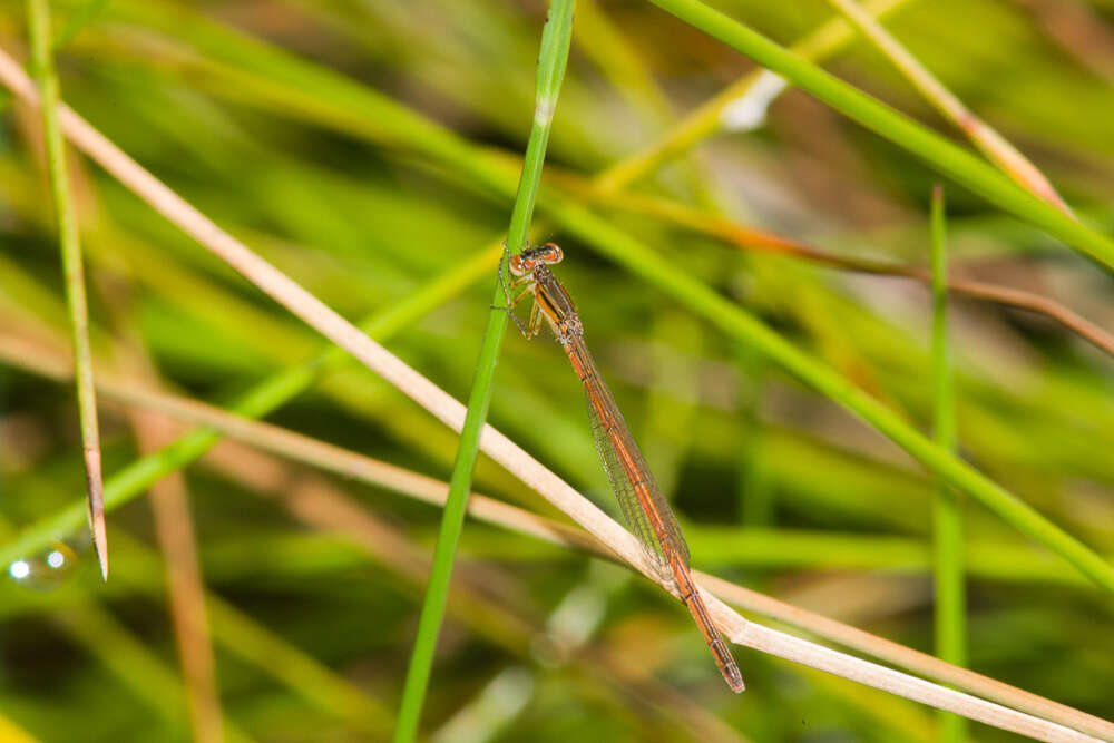 Agriocnemis pinheyi Balinsky 1963 resmi