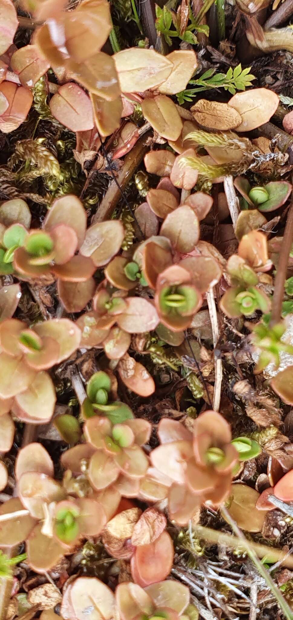 Image of Epilobium alsinoides subsp. alsinoides