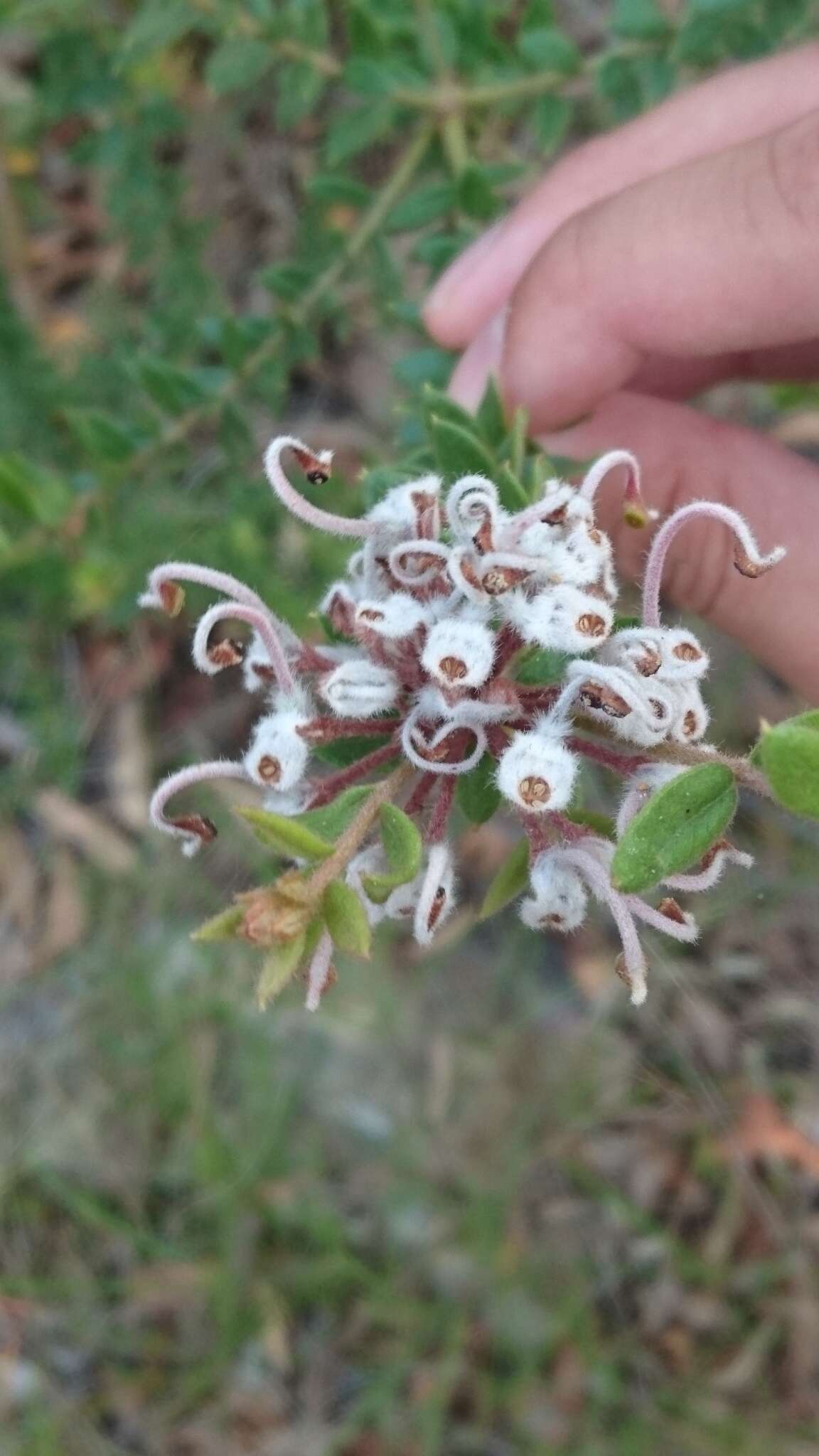 Image of Grevillea buxifolia subsp. buxifolia