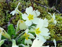 Image of Primrose