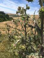 Plancia ëd Cirsium fontinale var. campylon (H. Sharsm.) Pilz ex D. J. Keil & C. E. Turner