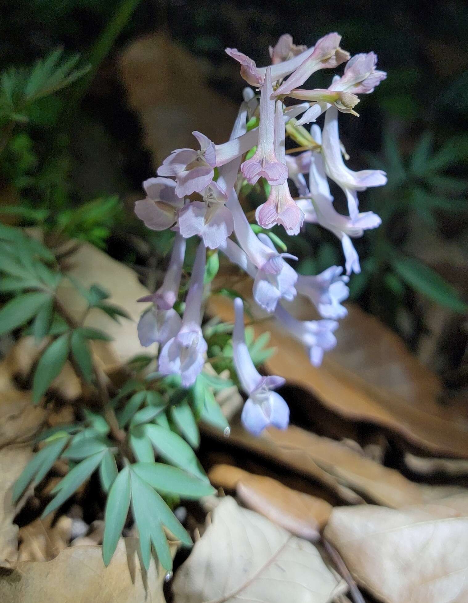 Imagem de Corydalis yanhusuo W. T. Wang ex Z. Y. Su & C. Y. Wu