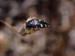 Image de Acmaeodera vernalis Barr 1972