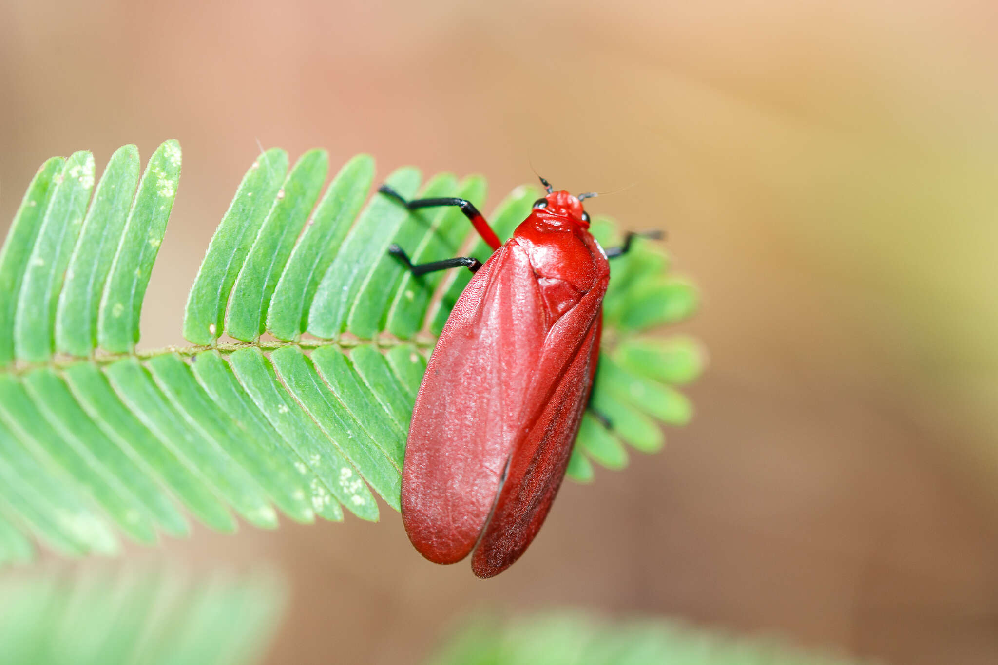 Image of Homalogrypota coccinea (Fabricius 1794)