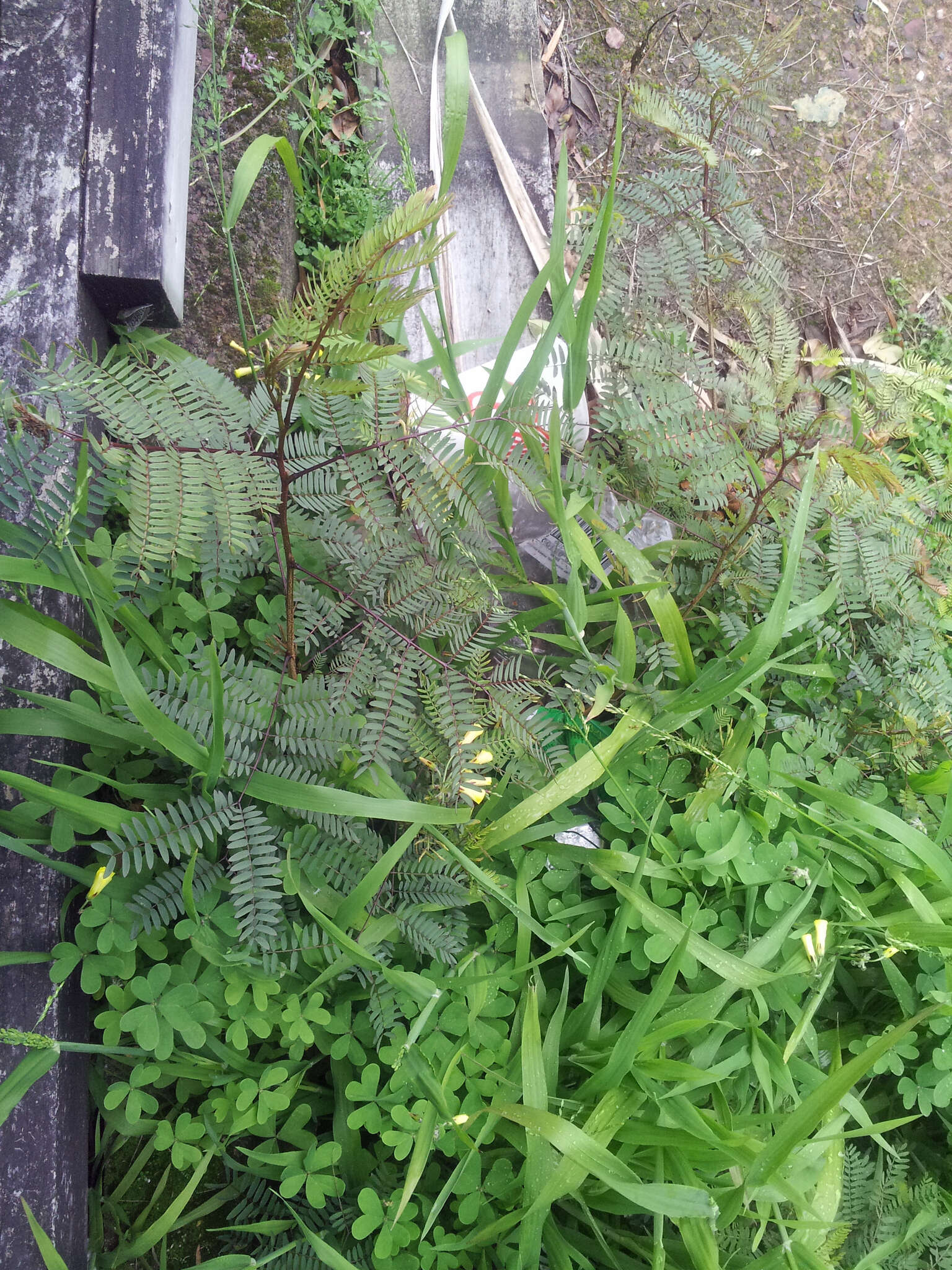 Plancia ëd Leucaena leucocephala (Lam.) de Wit