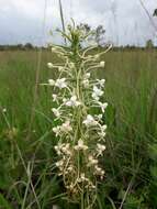 Image of Habenaria zambesina Rchb. fil.