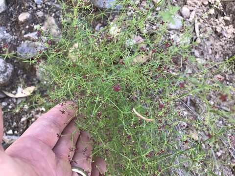 Image of Wright's bedstraw