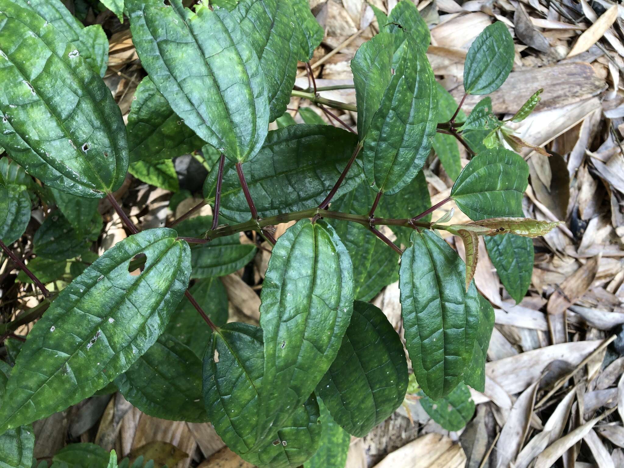 Image of Pilea funkikensis Hayata