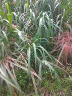 Imagem de Miscanthus floridulus (Labill.) Warb. ex K. Schum. & Lauterb.