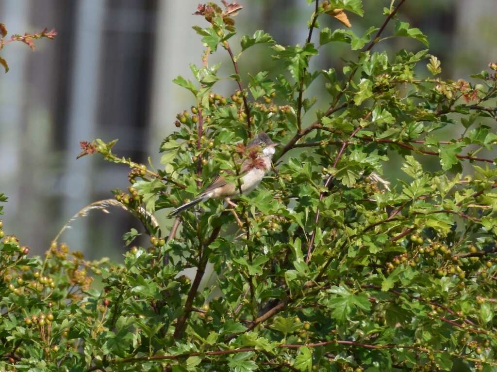 Image of Common Whitethroat