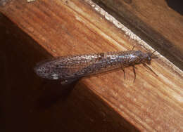 Image of New Zealand antlion