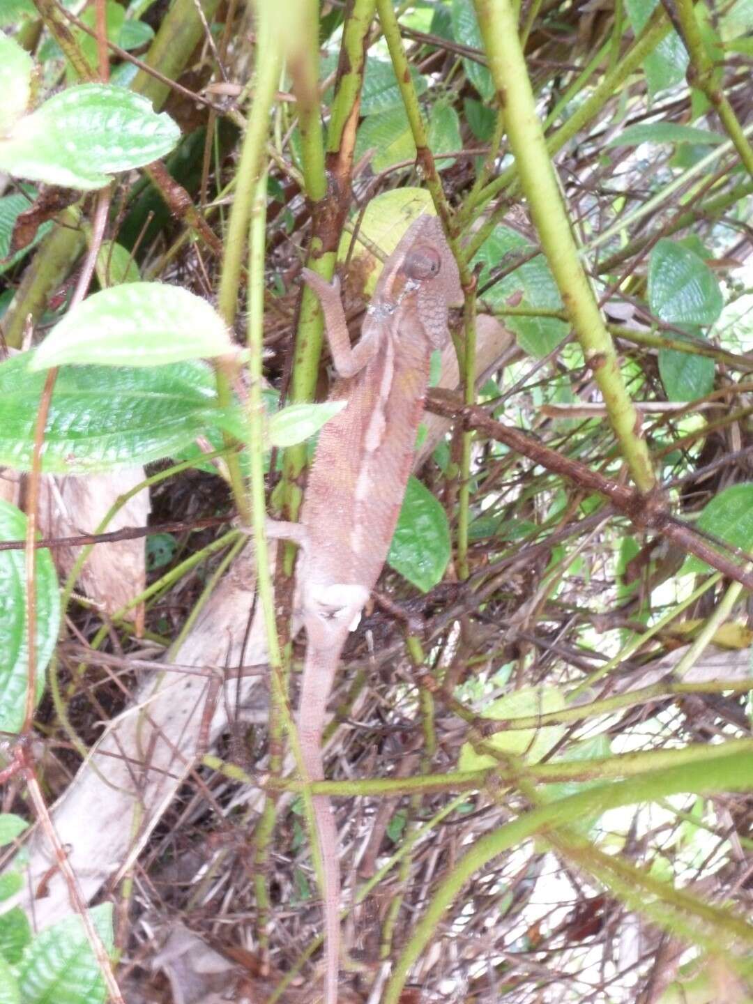 Image of Panther Chameleon