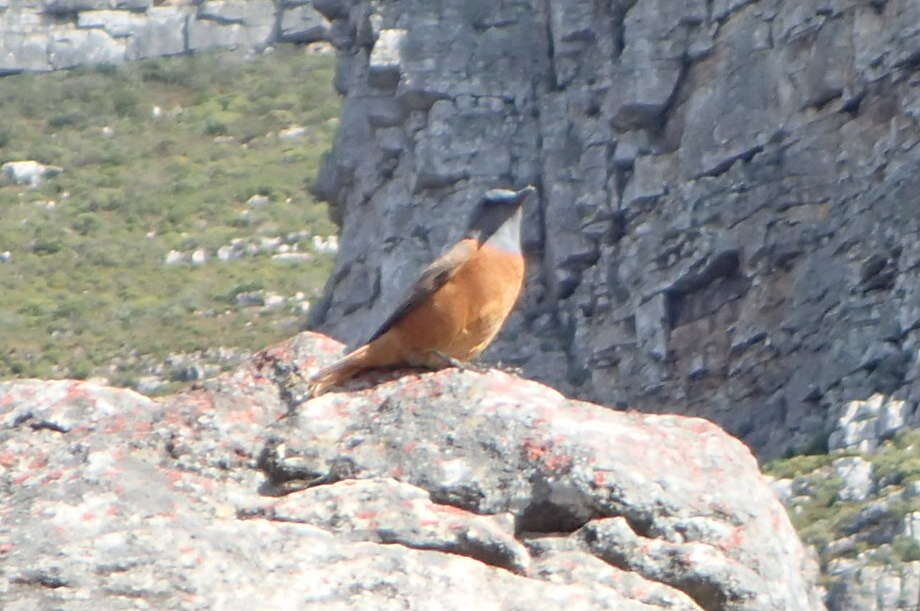 Image of Cape Rock Thrush