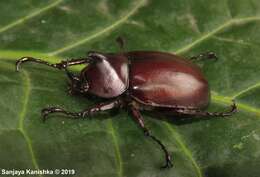 Image of Xylotrupes meridionalis Prell 1914