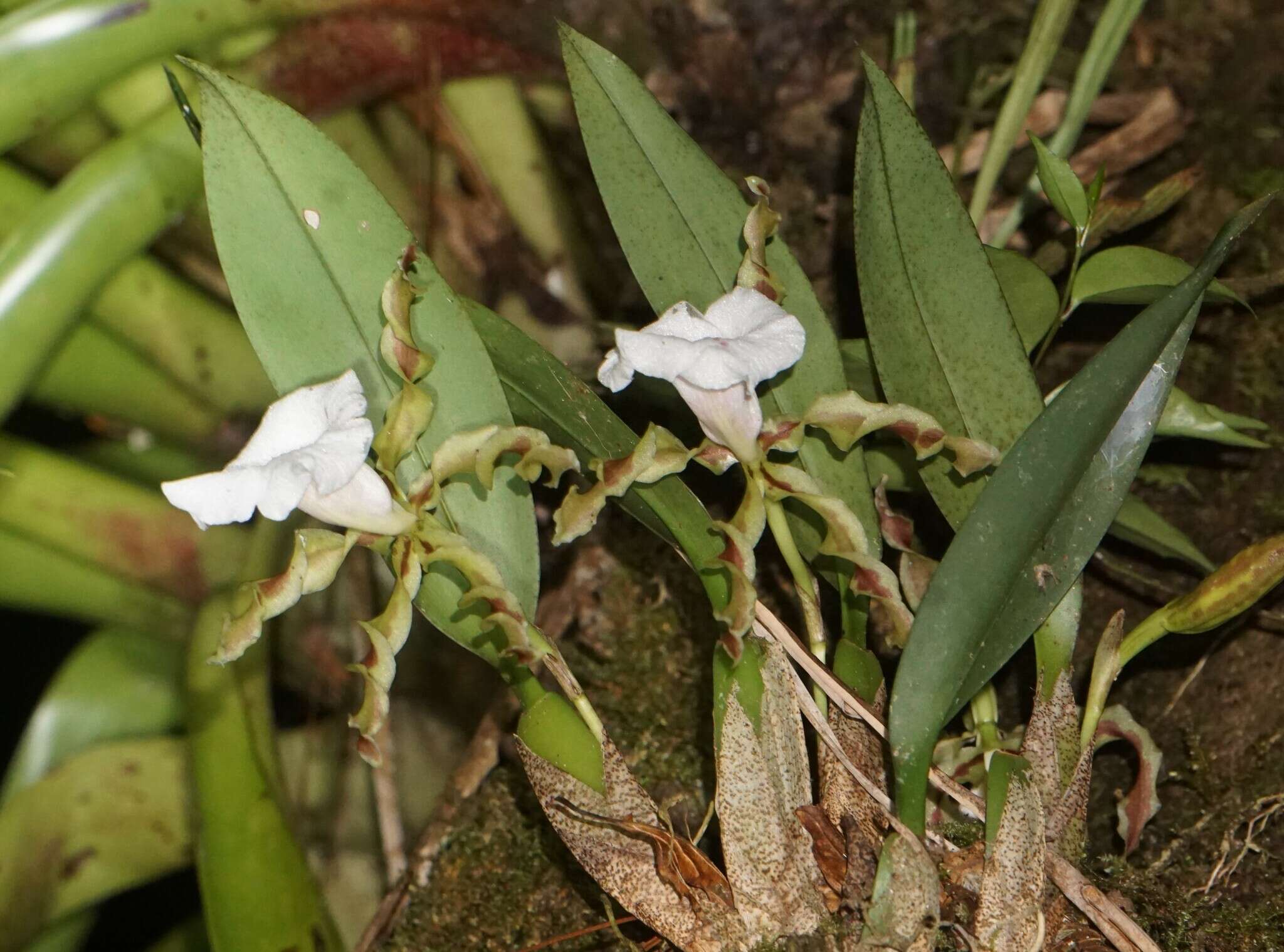 Imagem de Trichopilia tortilis Lindl.