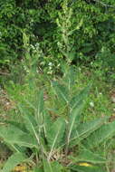 Image of nettle-leaf mullein