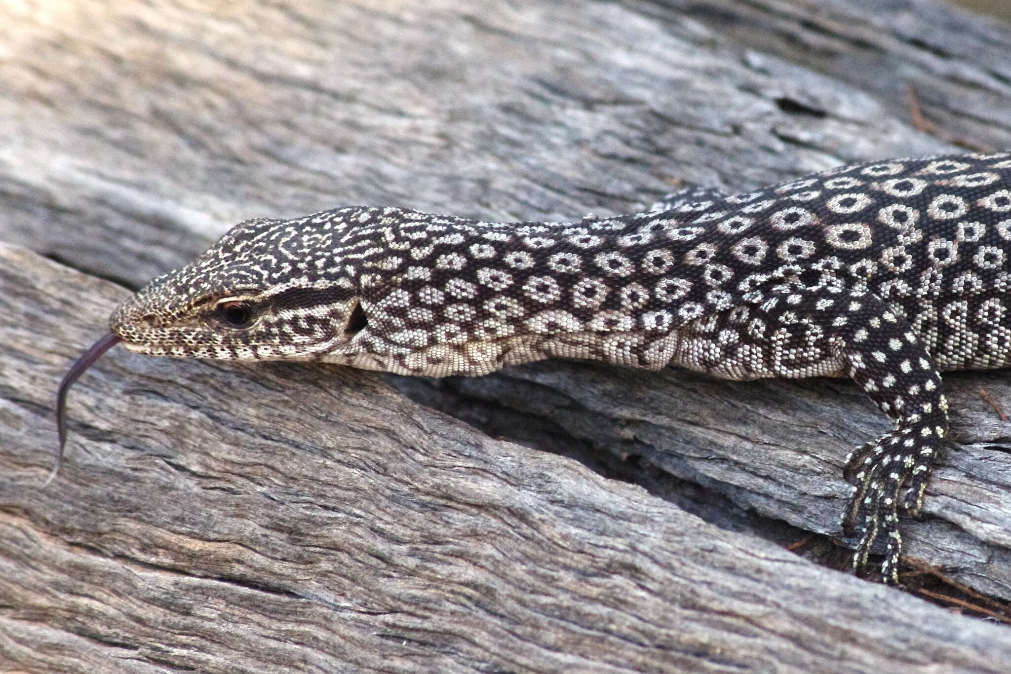 Image of Varanus tristis orientalis Fry 1913