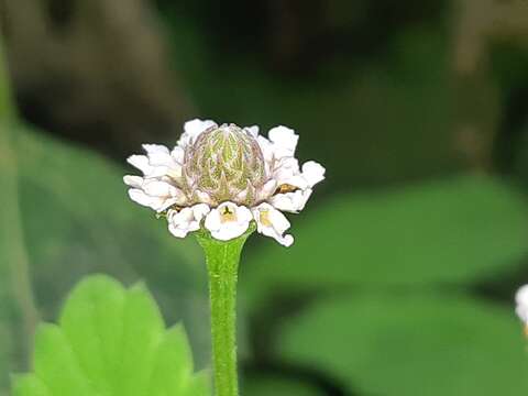 Imagem de Phyla nodiflora var. reptans (Kunth) Moldenke