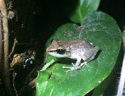 Image of Paulo's Robber Frog