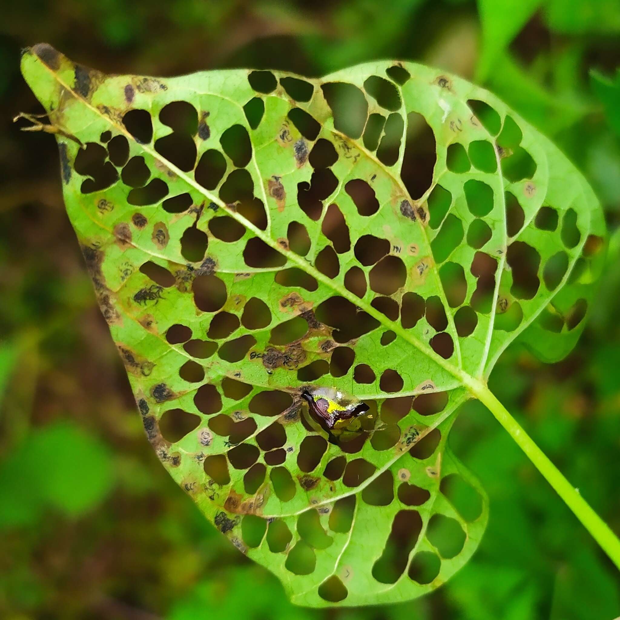 Слика од Deloyala cruciata (Linnaeus 1758)