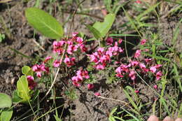 Image of Indigofera rubroglandulosa Germish.