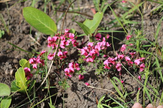 Imagem de Indigofera rubroglandulosa Germish.