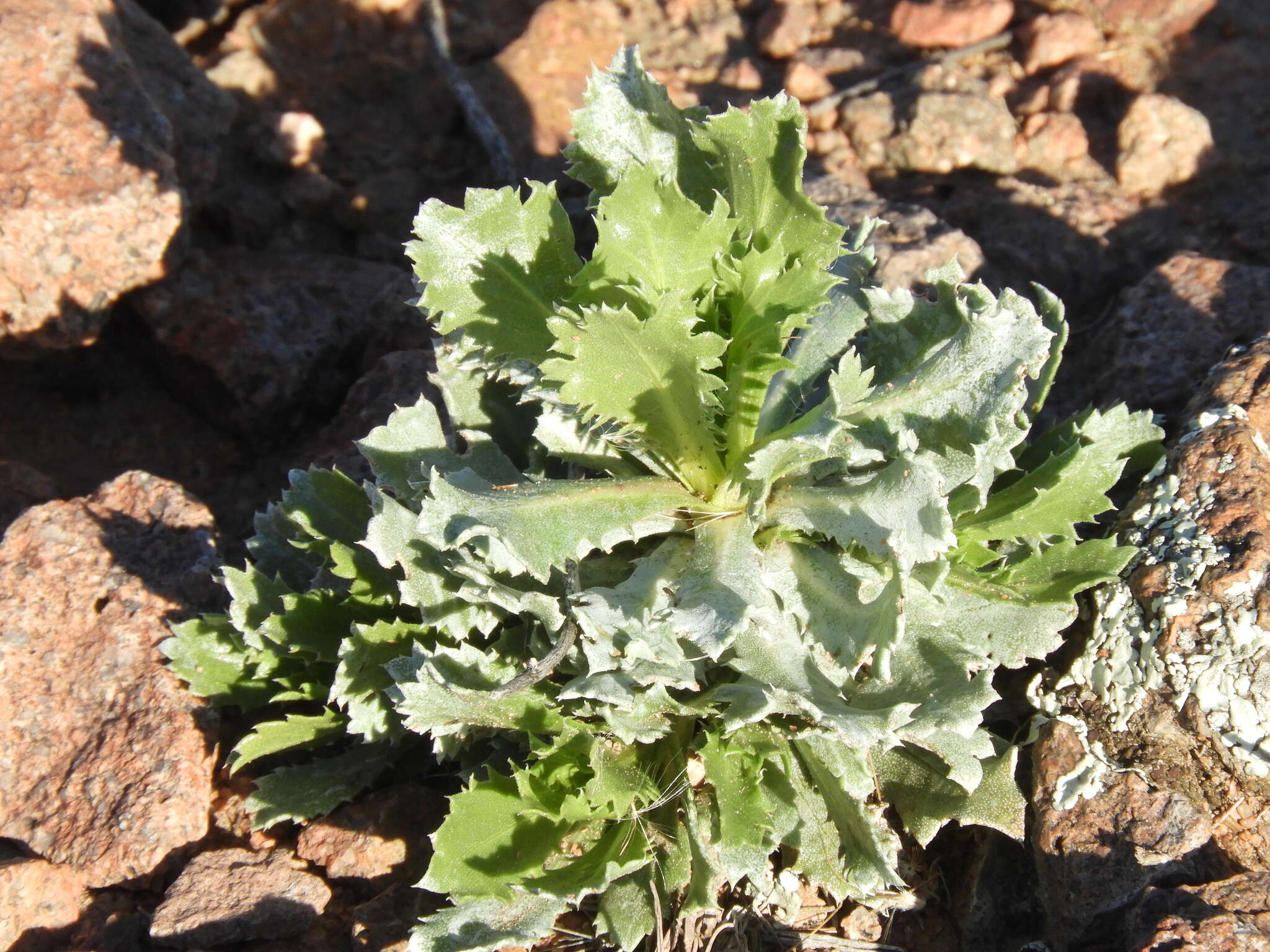 Image of Grindelia covasii A. Bartoli & R. D. Tortosa