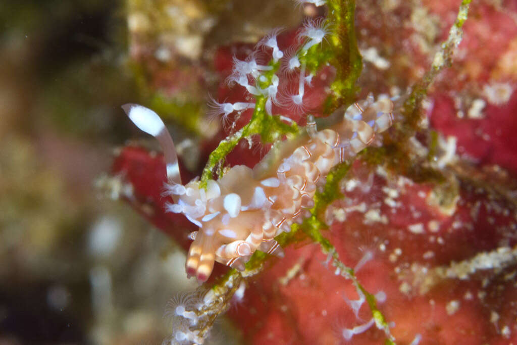 Image of Beautiful red-ring pastel slug