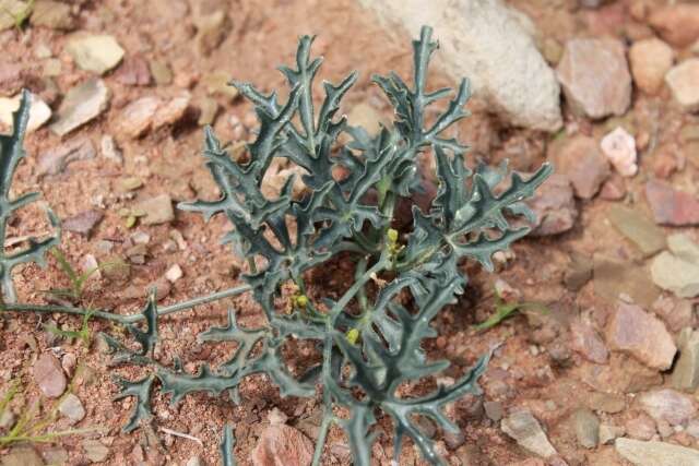 Kedrostis capensis (Sond.) A. Meeuse resmi