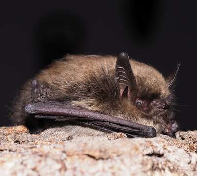 Image of whiskered bat, european whiskered bat