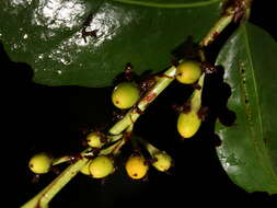 Imagem de Erythroxylum macrophyllum Cav.